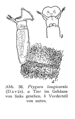 Ptygura longicornis