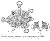 Ptygura longicornis
