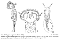 Ptygura longicornis