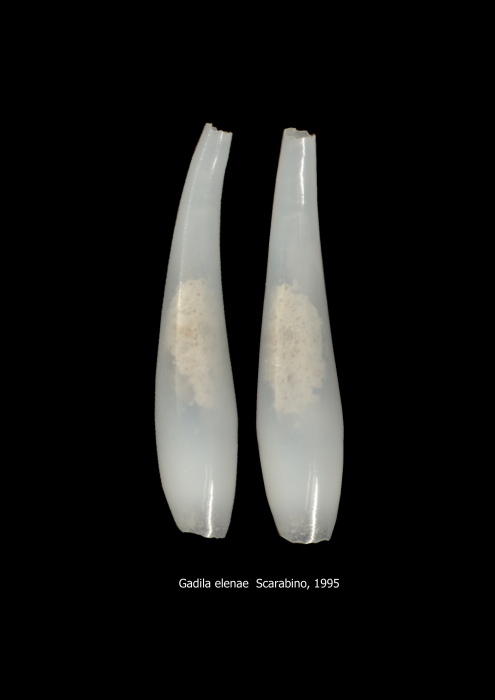 Gadila elenae Scarabino, 1995 Gadila elenae Scarabino, 1995