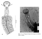 Ptygura longicornis