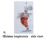 Ptygura longicornis