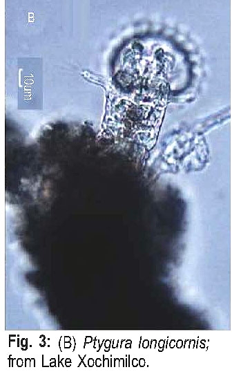 Ptygura longicornis