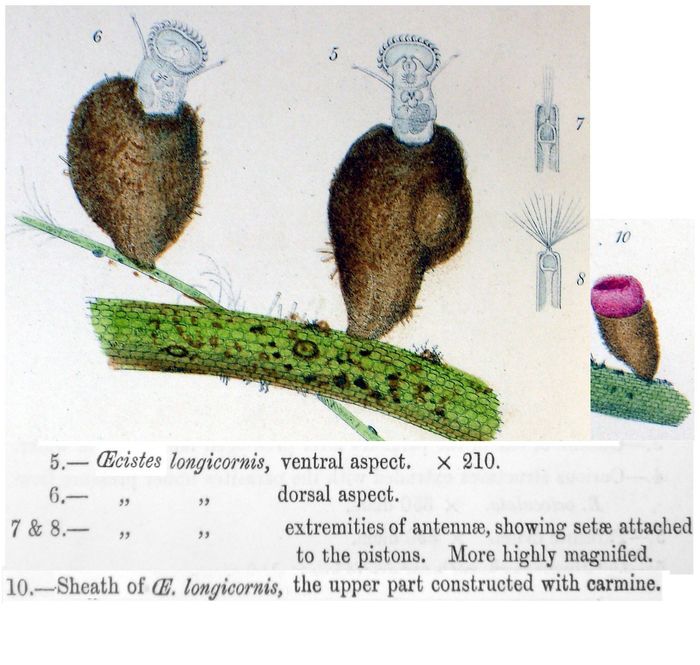 Ptygura longicornis Ptygura longicornis
