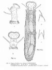 Ptygura longicornis var. bispicata