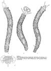 Ptygura longicornis var. bispicata