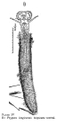 Ptygura longicornis var. bispicata