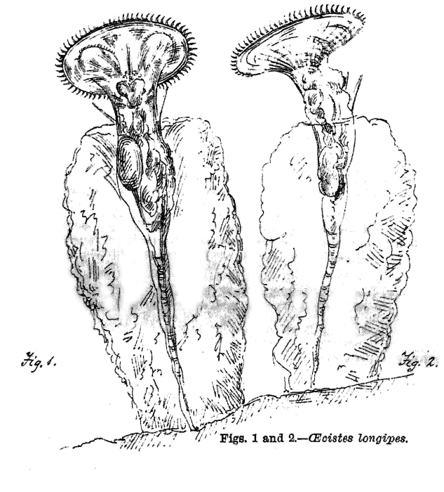 Ptygura longipes - Original description image