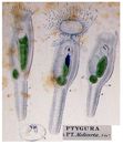 Ptygura melicerta