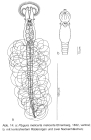 Ptygura melicerta