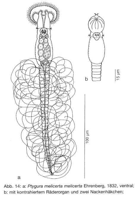 Ptygura melicerta Ptygura melicerta