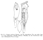 Ptygura melicerta
