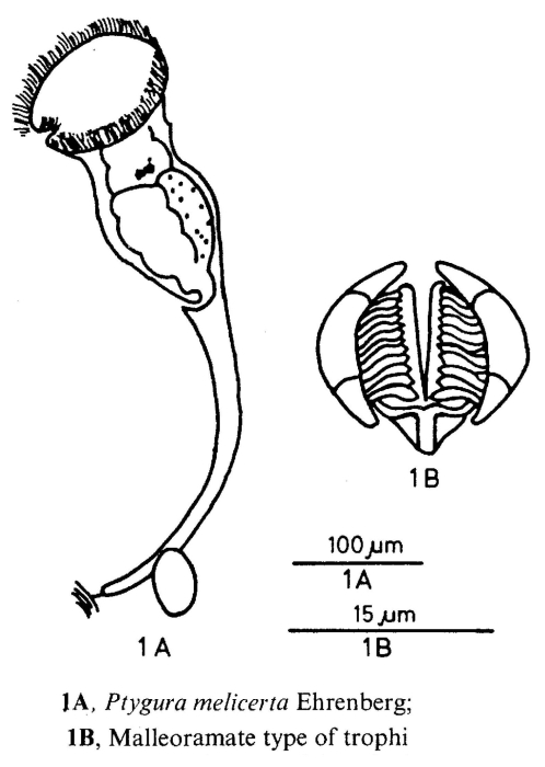 Ptygura melicerta Ptygura melicerta