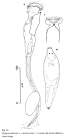 Ptygura melicerta