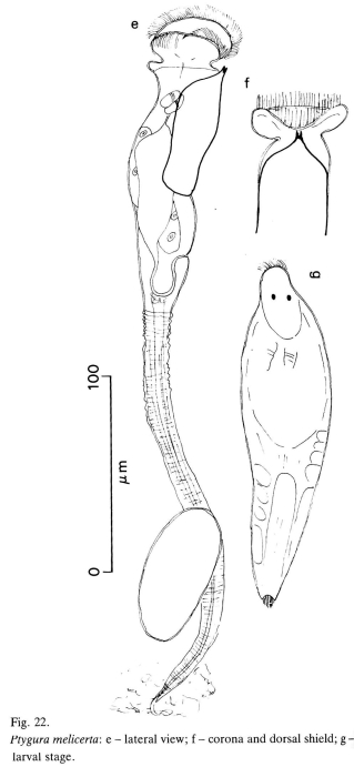 Ptygura melicerta Ptygura melicerta
