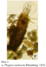 Ptygura melicerta