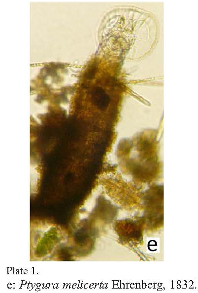 Ptygura melicerta Ptygura melicerta