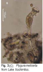 Ptygura melicerta