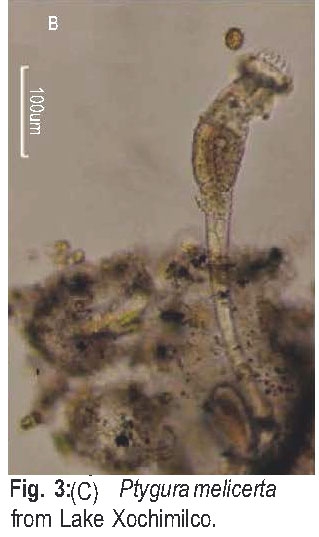Ptygura melicerta Ptygura melicerta