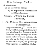 Ptygura melicerta - Original description image