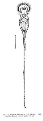 Ptygura melicerta var. socialis