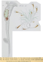 Ptygura melicerta var. socialis