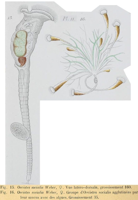 Ptygura melicerta var. socialis Ptygura melicerta var. socialis