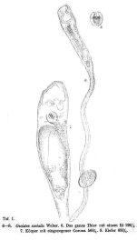 Ptygura melicerta var. socialis