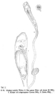 Ptygura melicerta var. socialis