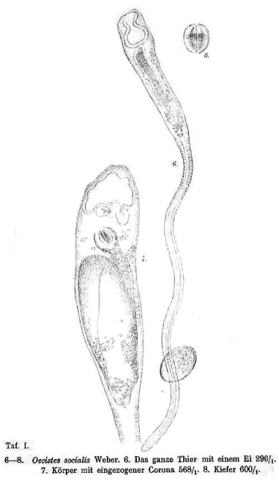 Ptygura melicerta var. socialis Ptygura melicerta var. socialis