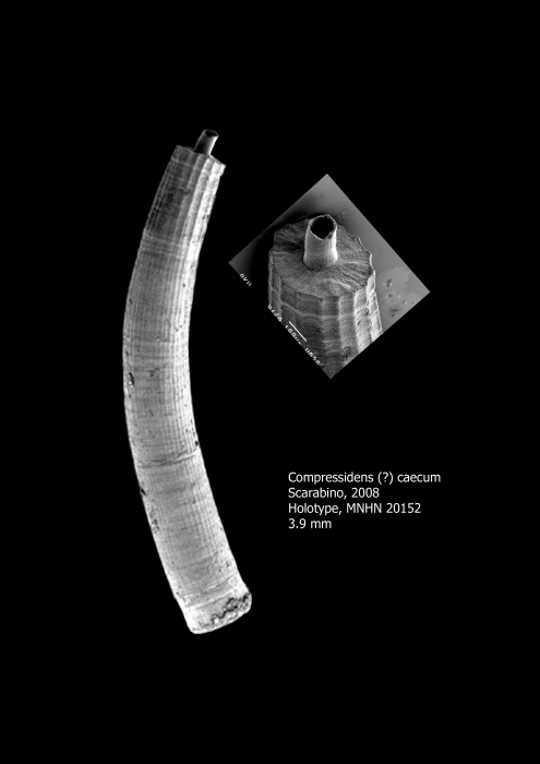 Compressidens caecum Scarabino, 2008 Compressidens caecum Scarabino, 2008