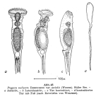 Ptygura melicerta var. socialis