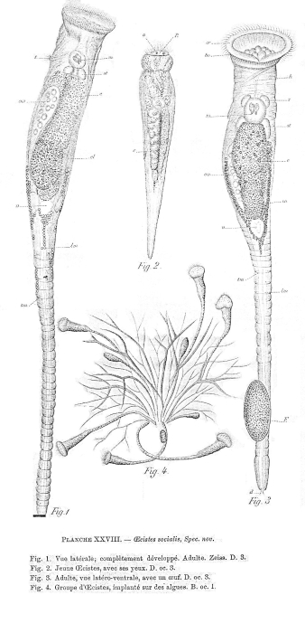 Ptygura melicerta var. socialis - Original description image