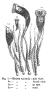 Ptygura mucicola