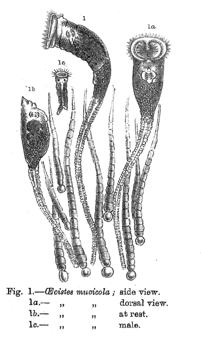 Ptygura mucicola Ptygura mucicola