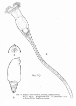 Ptygura mucicola