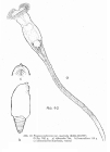 Ptygura mucicola