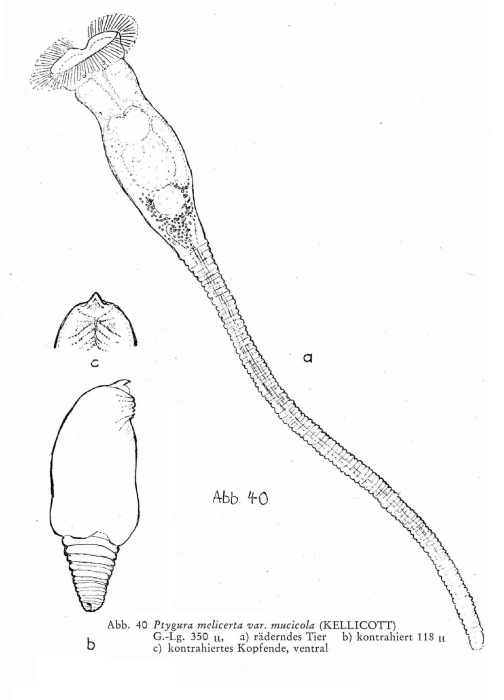 Ptygura mucicola Ptygura mucicola