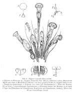 Ptygura mucicola