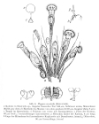 Ptygura mucicola