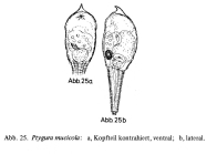 Ptygura mucicola