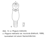Ptygura mucicola