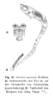 Ptygura mucicola