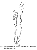 Ptygura mucicola