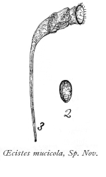 Ptygura mucicola - Original description image