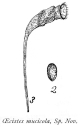 Ptygura mucicola