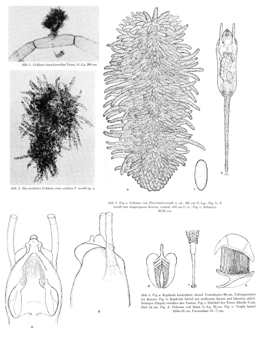 Ptygura noodti - Original description image