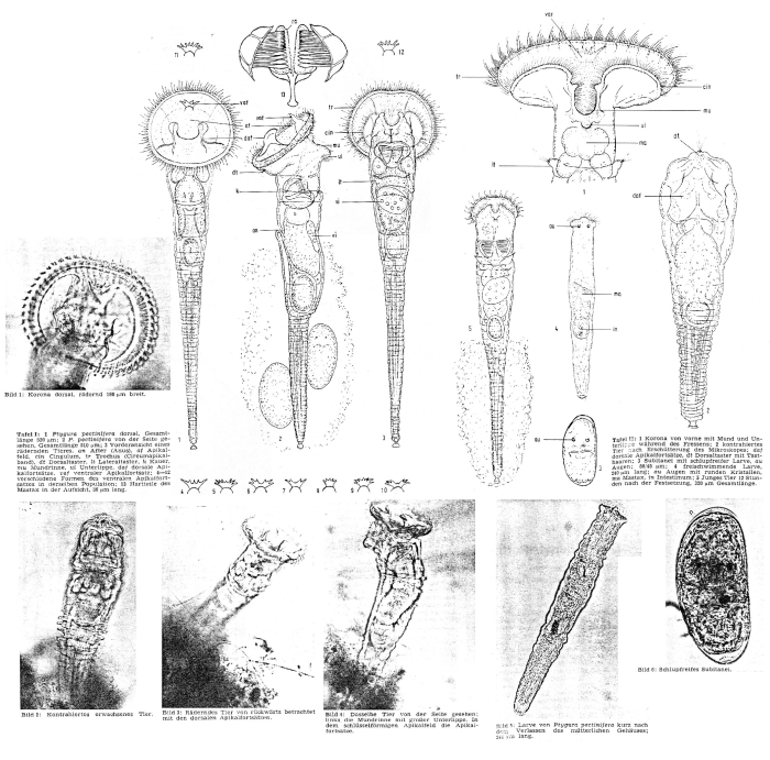 Ptygura pectinifer Ptygura pectinifer