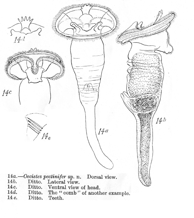 Ptygura pectinifer - Original description image