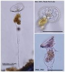 Ptygura pedunculata